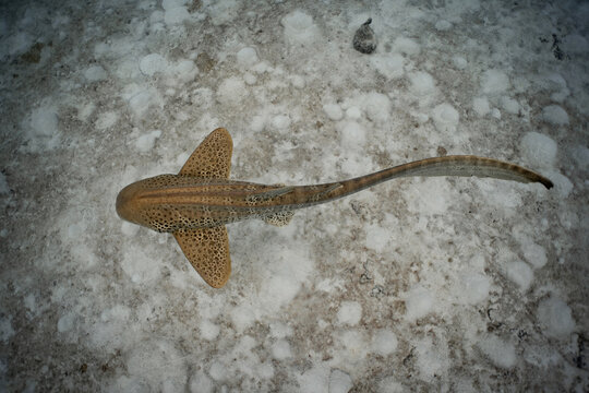 Leopard shark (zebra shark) swimming over sandy reef in tropical waters