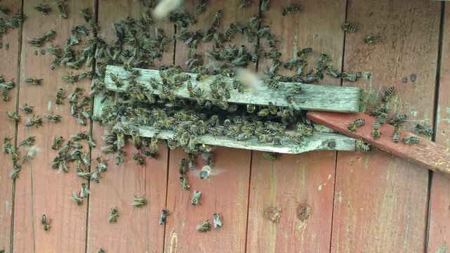 A close-up view captures hundreds of busy honey bees diligently entering and exiting a rustic wooden beehive entrance, demonstrating the intricate and continuous activity of a healthy bee colony