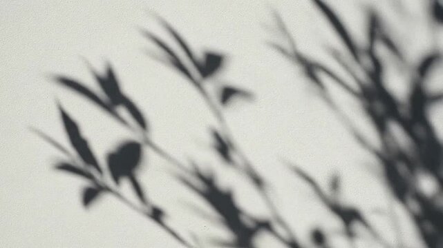 Soft leaf shadows cast on a textured white wall surface