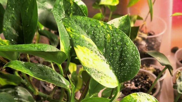 Water droplets on variegated houseplant leaf