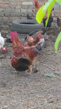 A lively flock of domestic chickens, including a colorful red rooster and several hens, actively forages on the dirt ground of a rustic farmyard, with an old brick wall and a tire creating a natural