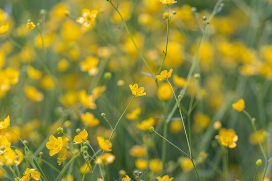 Classic soft grain field featuring faded flower hues and vintage charm. Oldfashioned buttercup field with gentle texture and subdued colors ideal for retro design projects