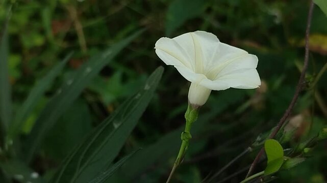 Ipomoea obscura, or morning glory, blooms in the garden. Although native to the Americas, it has now become a global plant and thrives in various countries, including Asia