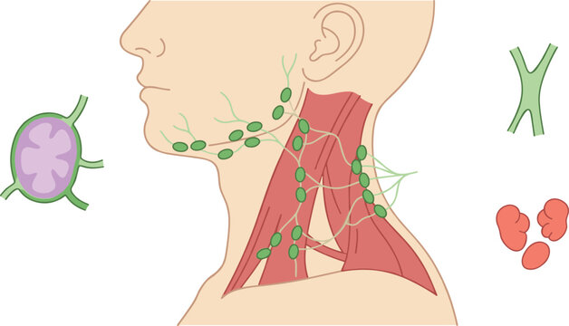 Cervical Lymph Node Anatomy Illustration Showing Head and Neck Lymphatic Drainage Pathways, Lymph Nodes, and Clinical Neck Anatomy