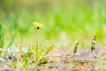 Low angle view of a yellow dandelion flower blooming on a lawn beside closed buds with a bright green bokeh background. © VladyslavShcherbakov