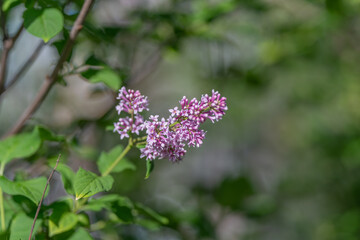 Obraz premium Nature walk find. Discovering wild lilac within tangled outdoor foliage. Scenic natural setting with blooming lilac amidst thick hedgerow foliage and textured vegetation