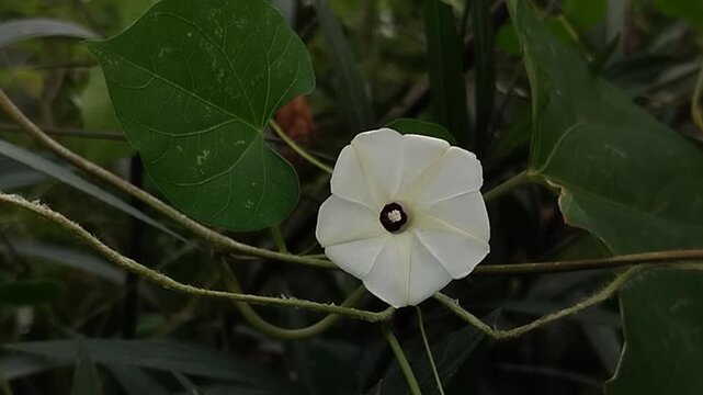 Ipomoea obscura, or morning glory, blooms in the garden. Although native to the Americas, it has now become a global plant and thrives in various countries, including Asia