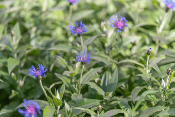 Obraz premium Botanical herb patch with blue blooms and aromatic foliage, dense leaf texture, natural light highlighting petals, gardening and wellness vibe, close botanical observation