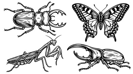 Insect Collection: Stag Beetle, Praying Mantis, Butterfly, Rhino Beetle © Rafai