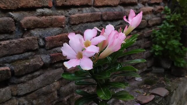 Pink Japanese frangipani (Adenium) flowers blooming against a brick wall background