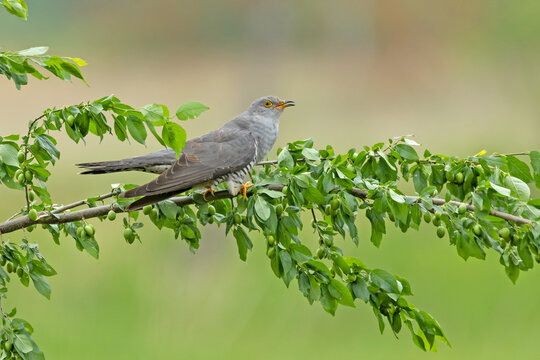 A high-quality, razor-sharp wildlife photograph of an adult Common Cuckoo (Cuculus canorus) perched horizontally on a branch filled with vibrant green leaves and small, unripe green fruits. 