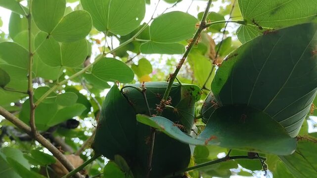 Weaver ants (Oecophylla smaragdina) building a nest on leaves