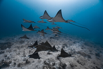 School of eagle rays swimming above coral reef in tropical blue water © Javier