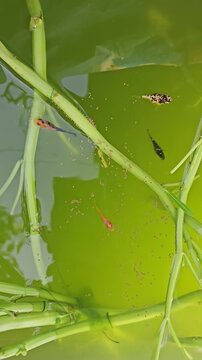 Guppy fish swimming in a green water aquarium with plant stems and eating floating fish food pellets