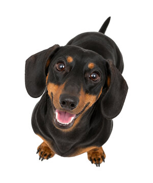 Happy black and tan Dachshund dog looking up toward the camera from a high-angle perspective, isolated on a white background. Adorable small companion pet with expressive eyes, playful smile, friendly