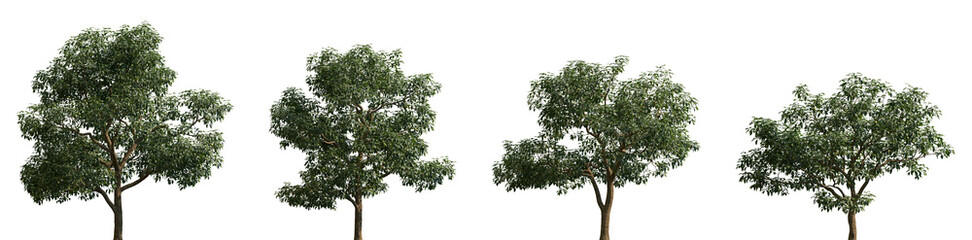 Fototapeta premium Set of Diospyros kaki (commonly known as the Japanese or Oriental persimmon) frontal set street trees isolated png in sunny daylight on a transparent background perfectly cutout