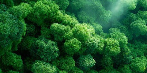 Fototapeta premium Aerial top view of dense lush green forest canopy with atmospheric morning mist and sunlight