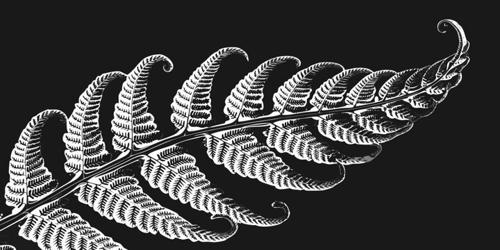 Detailed fern leaf illustration with intricate fronds and curling edges on a black background plant life leaf pattern fern art fern drawing fern vector fern texture fern botanical fern foliage