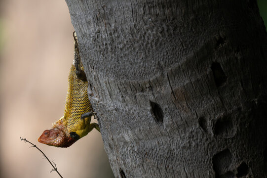 A close up, sharp profile shot of an Oriental garden Lizard resting on a textured tree bark. Set against a blurred, creamy brown nature background.