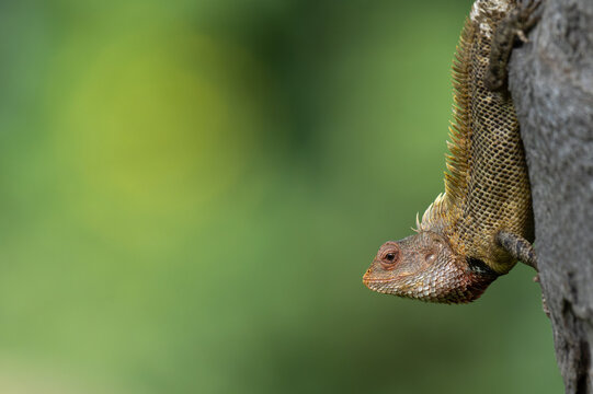 A close up, sharp profile shot of an Oriental garden Lizard resting on a textured tree bark. Set against a blurred, creamy green nature background.