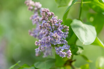 Fototapeta premium Sunlit lilac sprig releasing delicate scent, warm morning glow illuminates tiny pastel blooms and glossy leaves, evocative wellness and fragrance branding visual