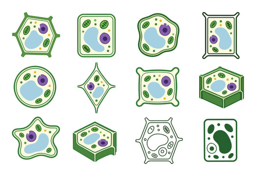 Plant cell structure vector icons set representing different shapes of plant cells with organelles like nucleus, vacuole, and chloroplasts for biology education