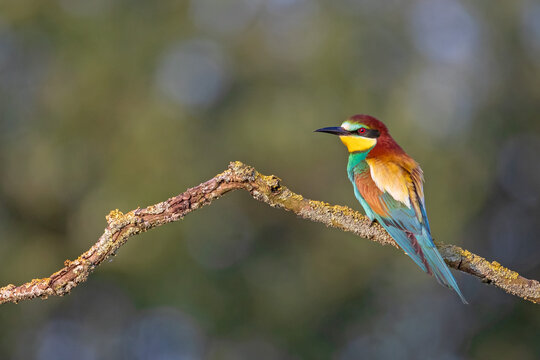A high-quality, exceptionally sharp wildlife photograph of an adult European Bee-eater (Merops apiaster) perched on a dry, crooked branch covered in fine yellow lichen. 