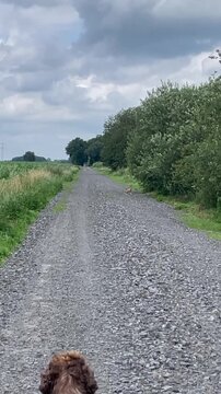 Spaziergang mit Hund &ndash; Hase &uuml;berquert pl&ouml;tzlich die Stra&szlig;e im Wald - W&auml;hrend eines Spaziergangs mit angeleintem Hund springt ein Hase &uuml;ber die Stra&szlig;e. Authentische Naturaufnahme mit &uuml;berraschender Wil