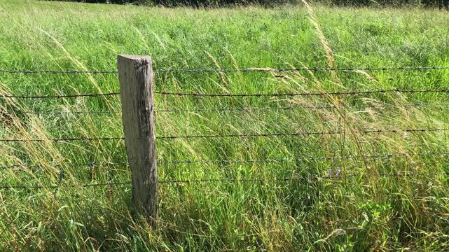 Wooden fence pole and wire at a pasture and green grass meadow moving gently in the wind on a sunny day in Westerwald Germany Europe slow motion video
