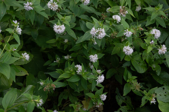 Horizontal background of a blooming mint plant with white fuzzy flower spikes and green leaves. Ideal for herbal tea packaging, botanical patterns, and garden textures
