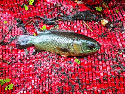 freshly caught anabas perch fish on ground HD koi fish