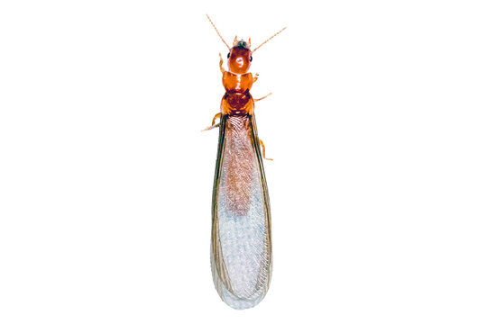 Flying Termite with Translucent Wings PNG Cutout