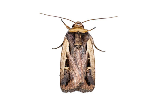 Detailed moth specimen isolated with wings spread transparent background