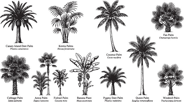 Set of hand drawn palm tree species with botanical names in black and white ink sketch vector illustration