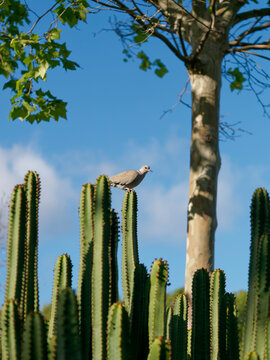 Turtle dove perched on a cactus in a natural landscape with a blue sky