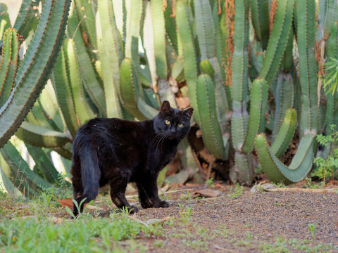 Black cat in a natural environment surrounded by cacti