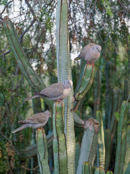 Group of doves perched on cacti in their natural habitat