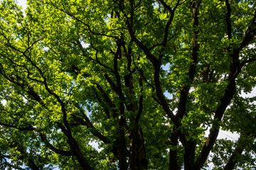 Fototapeta premium Low-angle view of green oak tree canopy against a blue sky.