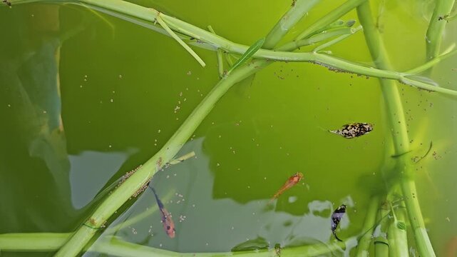 Close up of guppies and pea puffers swimming and eating floating pellets among aquatic plant stems in a green water aquarium