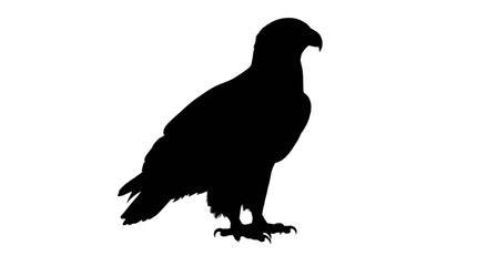 Fototapeta premium Black silhouette eagle standing strong
