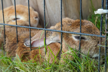 Two brown rabbits sleeping peacefully in the grass behind a metal fence © Thanakrit