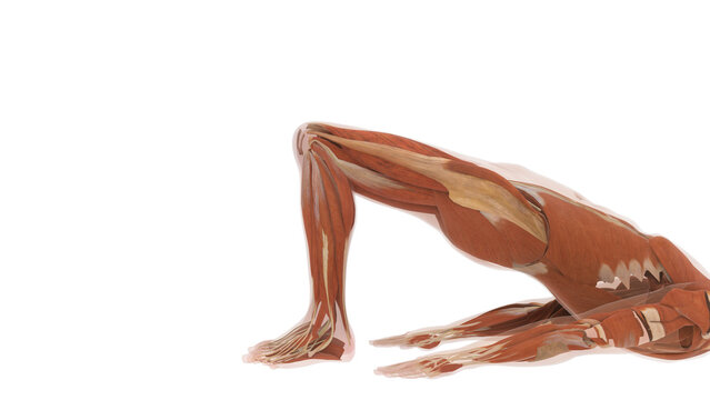 Close Up Myology Check Documenting Gluteus Maximus Contractions