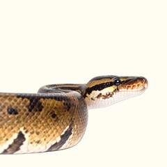 Fototapeta premium Isolated White Background Extreme Close-Up of a Royal Python Snake Coiled Showing Intricate Scale Pattern