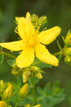 Closeup on a yellow fowering St John's wort wildflower, Hypericum perforatum