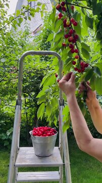 Woman's hands close up picking charries from the cherry tree putting them in the bucket in the garden