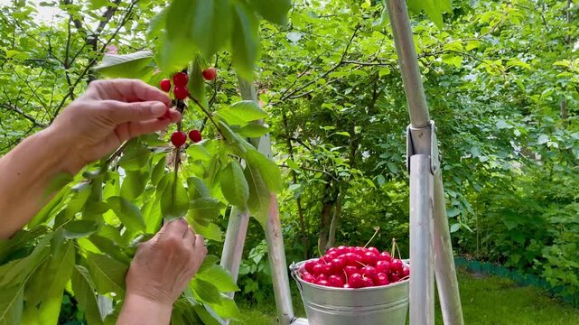Woman's hands close up picking charries from the cherry tree putting them in the bucket in the garden