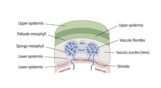 Detailed illustration showing soil stratification, root system, and water movement in earth