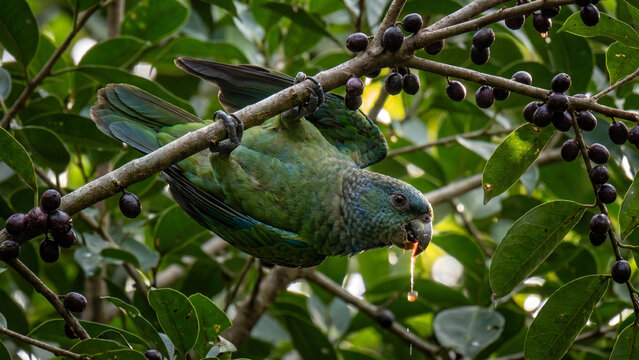 Green maritaca parrot perched on a tree branch eating ripe wild fruit berry