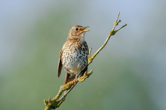 Closeup of a Song thrush Turdus philomelos bird singing in a tree