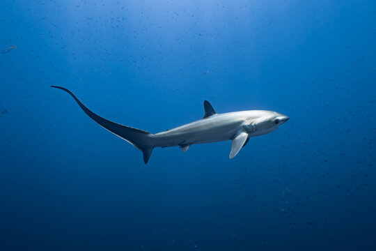 Thresher shark swimming in blue ocean